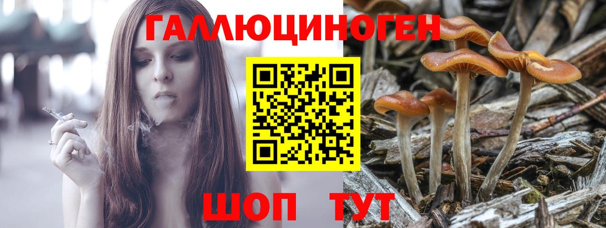 Галлюциногенные грибы Psilocybe Минеральные Воды